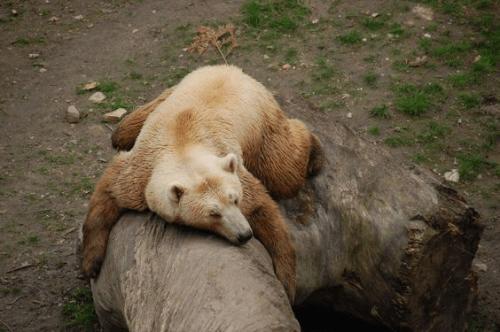 Egy új medvefaj, a pizzly medve született az éghajlatváltozás miatt